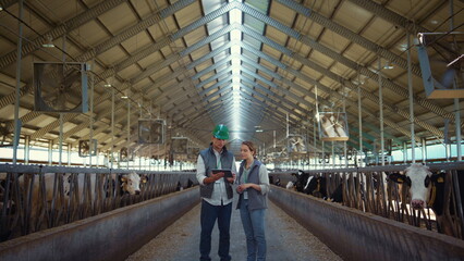 Animal farm managers talking holding tablet computer inside modern cowshed barn.