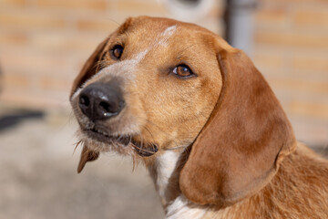 Portrait of a brown Segugio Italiano hunting dog looking at the camera