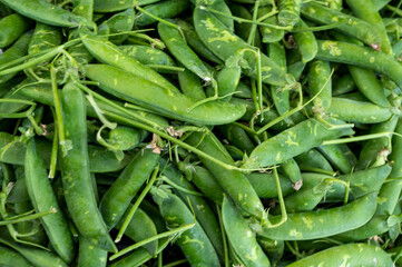 Ripe young green sweet garden peas legumes