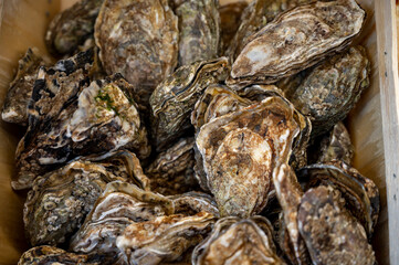 Fototapeta na wymiar Fresh raw oysters seashells for sale on fish market ready to eat