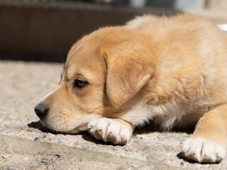 Sleepy little puppy dog dozing off in the sun in a shelter..