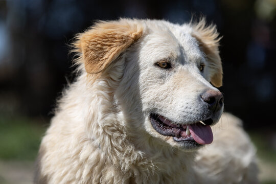 Portrait of a white Maremmano Mix sheep dog.