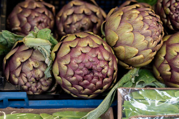 Fototapeta premium Heads of fresh organic artichoke flowers, edible vegetables purple romanesco artichokes