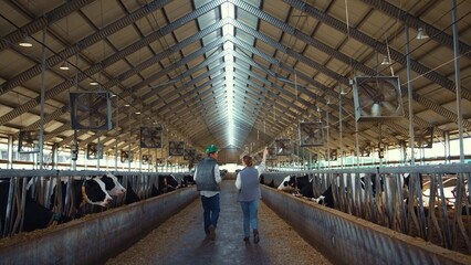 Two farmers walking cowshed aisle rear view. Dairy farm professionals at work.