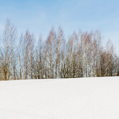 Snowy hill, on top of which birch trees grow. Winter nature landscape background