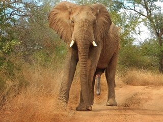 Male Elephant Stare Down