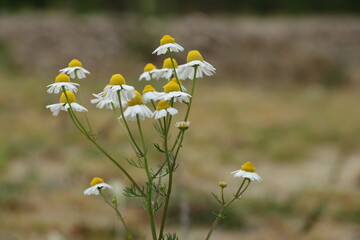 Daisy flowers and grass spring close up photo