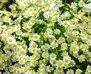 small daises summer field bouquet background