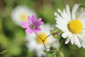 Daisy flowers and grass spring close up photo