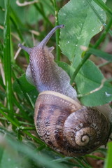 Macro close up of snail moving on the green leaf. Slag gliding on the plant leaves. Large mollusk snails with brown striped shell, crawling on green leaf.