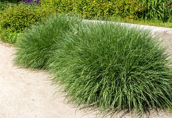 Pennisetum alopecuroides or chinese fountaingrass plants