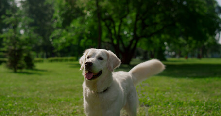 Happy labrador standing on green grass. Joyful dog wag tail on summer nature. - obrazy, fototapety, plakaty