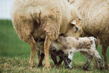 Nursing Lambs