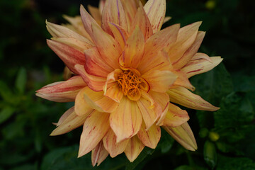 Yellow and orange dahlia flower growing outdoors.