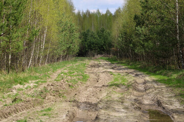 Fototapeta premium A wide tractor road between birches