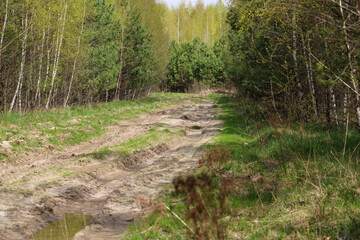 Dry sand road in the middle of the forest