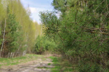 A pine branch against a forest road