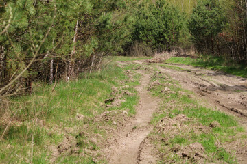 Fototapeta premium A ruined dirt road in the middle of the forest