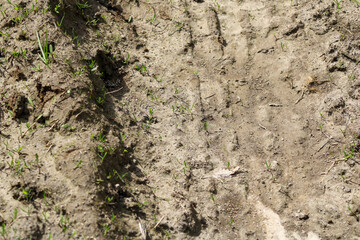 Ants between the grass on the tracks in the sandy road