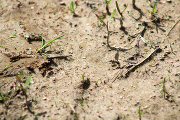 Ants between the grass on the sand
