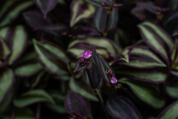 Flowering dark purple zebrina plant. Fly on the plant.