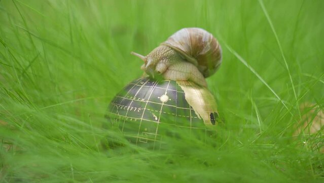 Ecological concept. In the grass there is a globe on which the snail moves.