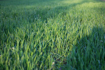 A green lawn with dense grass