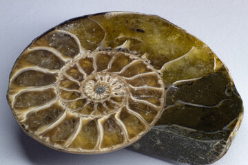 Opalized ammonite, ammolite on white background surface, very close up surface