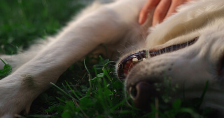 Male hand petting golden retriever closeup. Happy adorable dog lying on field
