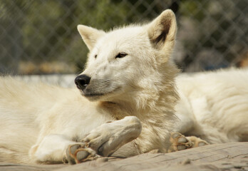 Obraz na płótnie Canvas White wolf