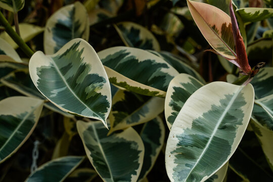 Close Up Of The Leaves Of A Variegated Rubber Tree. Green And White Leaves.