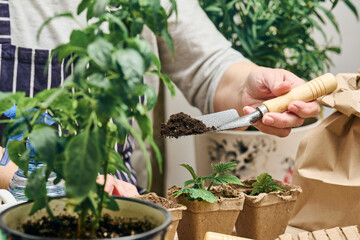 A woman pours earth into a cardboard cup with a green sprout. Growing plants at home