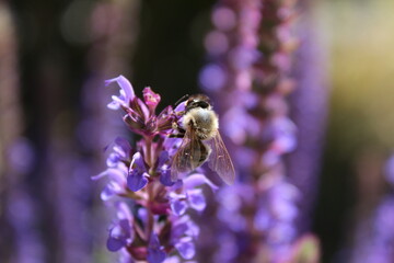 Bine an Blauer Pflanze