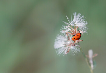 ladybug
