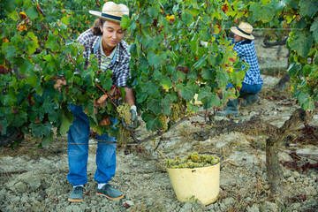 Portrait of female farmer picking harvest of green grapes in vineyard outdoor