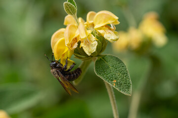 photo sequence of a bumblebee sipping nectar. Photo.16