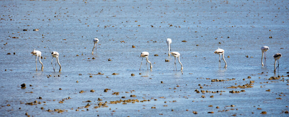 Main attraction of Spanish Natural Reserve Delta del Ebro - group of flamingos in lagoon of river in spring day
