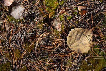 Top view of forest pine needles and cones Brown background of forest leaves