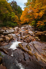 Obraz premium Stream of water in the deep colored fall foliage in the Smoky Mountain National Park (the Smokies), Tennessee, USA.