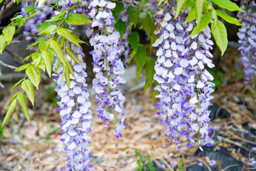 藤の花