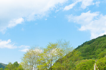 青空と木