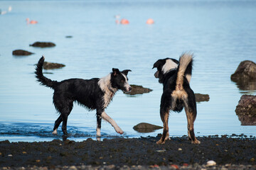Dos perros de raza Border Collie jugando en la costa de la playa con aguas marítimas azules, perros jugando en la costa  mar 