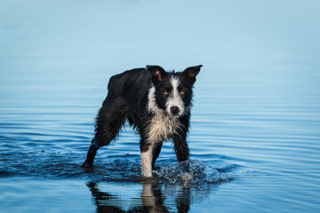 Perro de raza Border Collie joven cachorro jugando en la costa de la playa con aguas marítimas azules, perro caminando en la orilla del mar 