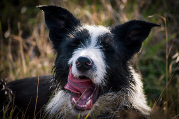 Perro de raza Border Collie joven bostezando con la lengua afuera, recostado entre pastos y hierbas...