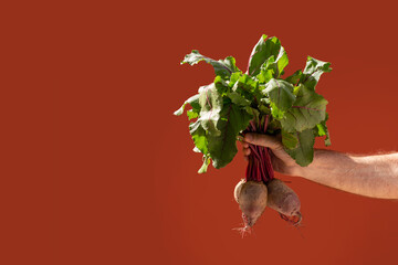 a bunch of fresh beets new crop. male hand holding a beets for tops. coral backdrop