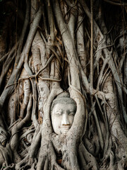 Buddha head in banyan tree roots at Wat Mahathat temple in Ayutthaya, Thailand.