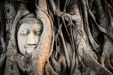 Buddha head in banyan tree roots at Wat Mahathat temple in Ayutthaya, Thailand.	