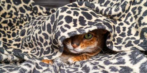 Domestic cat fear