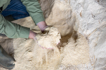 Naklejka premium Closeup of handful of maize meal in hands of male farm worker. Concept of energy rich natural animal feed..