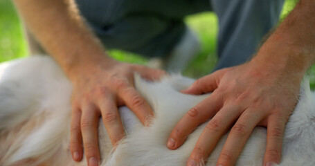 Closeup hands petting relaxed retriever in summer park. Man gently rub dog belly - Powered by Adobe